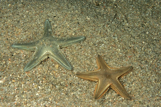 Astropecten spinulosus, A. platyacanthus, A. aranciacus